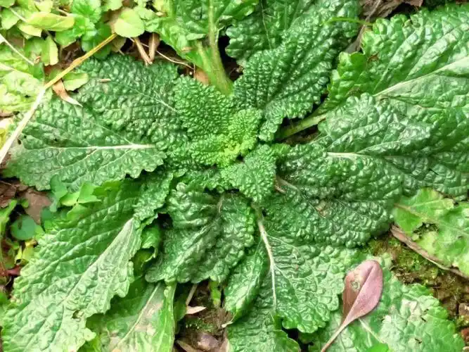 雪见,全草类-荔枝草别名雪见草,癞蛤蟆草,皱皮草,青蛙草