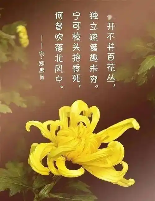 待到重阳日还来就菊花的精神(待到重阳日还来就菊花)
