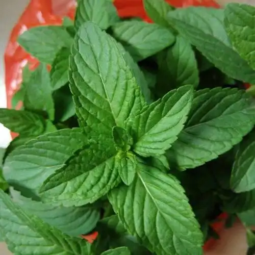 帮忙看看这薄荷什么品种能食用不?