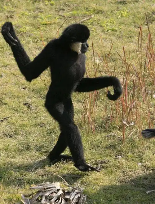 双手过膝算啥这种动物的胳膊长到影响走路丨动物蝌学