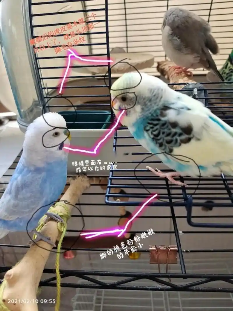 怎么分辨小虎皮鹦鹉的公母以及年龄 图,一,二是百度查的图片,给大家
