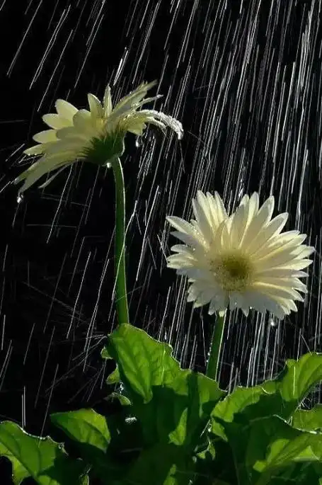 下雨的有意境的短句子发朋友圈,唯美雨天意境壁纸 - 冷求网