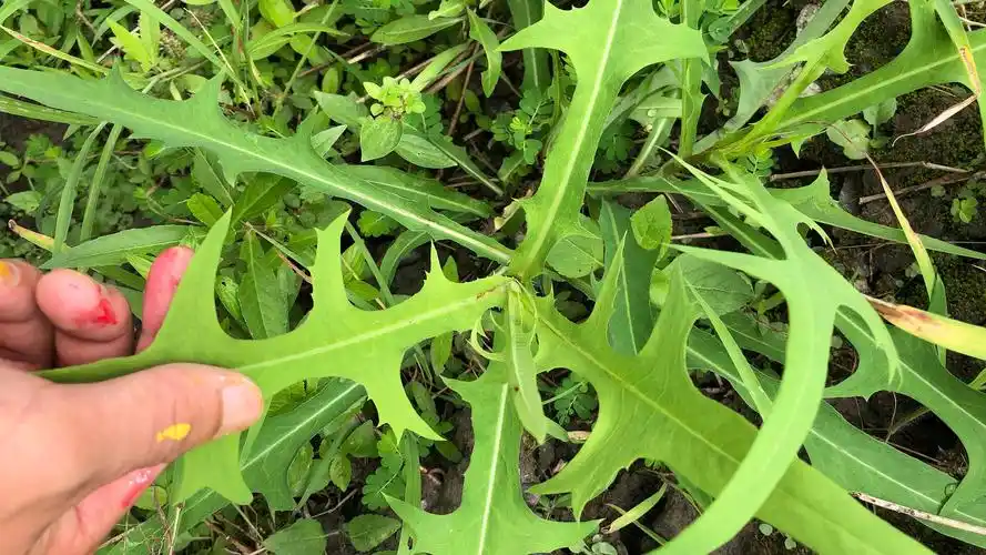 从前在农村老家吃的几种清凉解毒的苦菜,全吃过的至少30岁以上