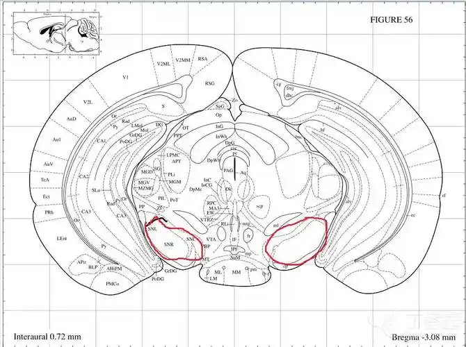 认证医学生 发布于 2019-08-05 回复 收藏 点赞··· 小鼠心脏切片