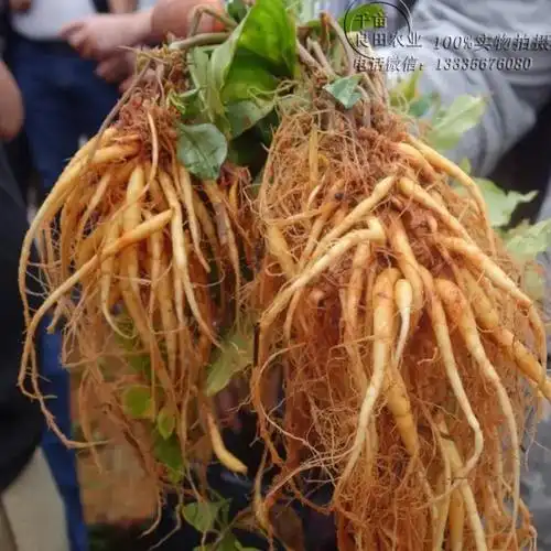太子参种子价格太子参种子图片优质太子参种子批发