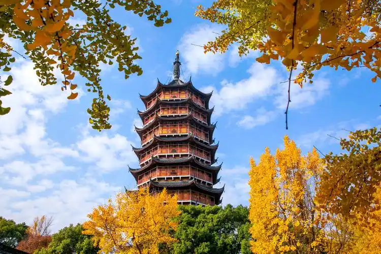 苏州北寺塔银杏黄了