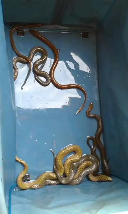 这是黄鳝还是蛇?