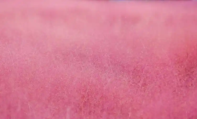 郑州粉黛乱子草盛放,似童话世界,浪漫粉色海洋引市民打卡_植物_公园