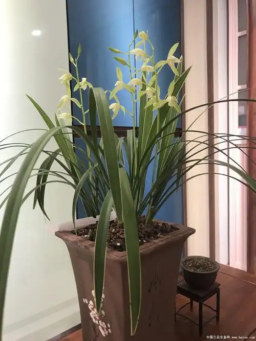 西北地区 银边大贡开成这样可还行~-建兰篇-中国兰花交易网社区