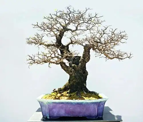 抗疫时刻线上回顾岭南盆景名家吴成发陈昌黄就伟精品展回顾四