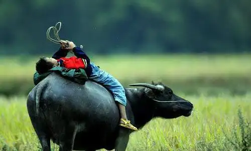 梦见骑牛背上什么意思 1
