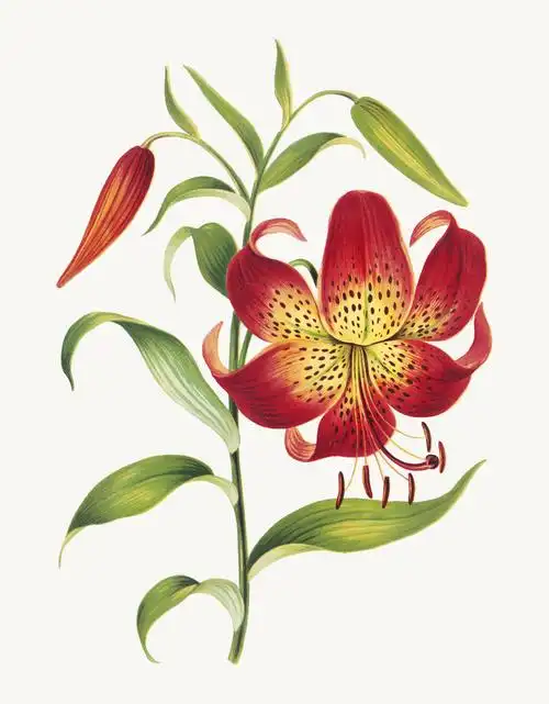 复古红百合花植物插图psd由l素材-高清图片-摄影照片-寻图免费打包