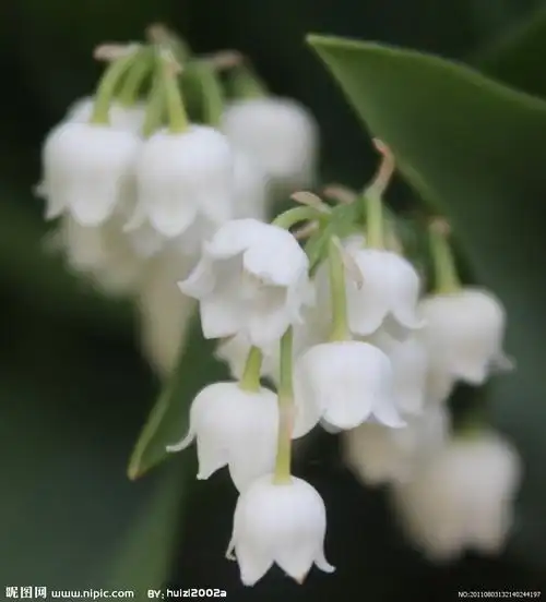 白色铃兰花 铃兰原种分布遍及亚洲,欧洲…-堆糖,美好生活研究所