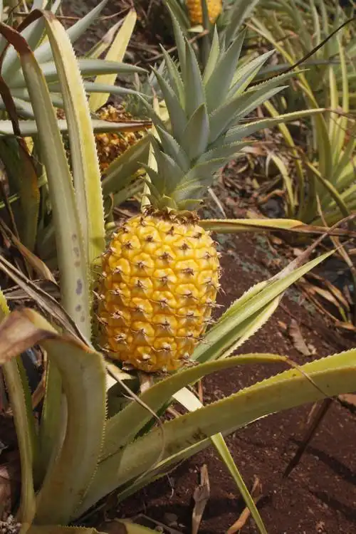 到夏威夷的菠萝种植园参观游览,第一次看到了菠萝是怎么生长的,并拍下