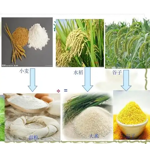 了解小麦,水稻,谷子的不同特征和用处!