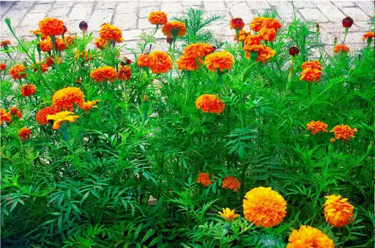 图片 丽江园林绿化植物 正文 别 名:蜂窝菊科 属:菊科,万寿菊属丽江市