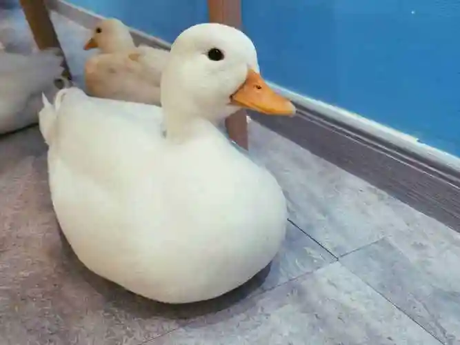 宠物鸭网红宠物柯尔鸭的成长史