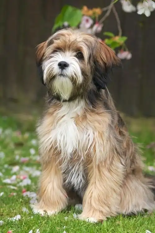 the tibetan terrier: a complete guide