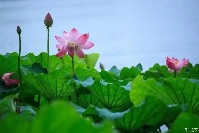 夏天的荷花池是最美的尤其是那还没绽放的花骨朵.