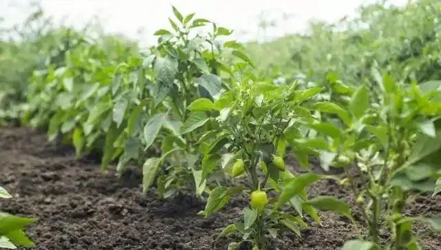 露地栽培辣椒种植技术及田间管理要点