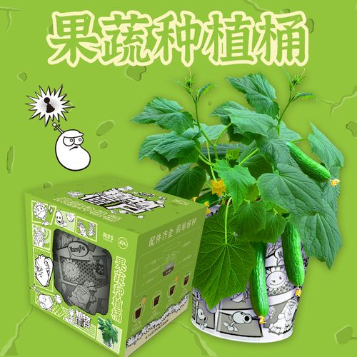 iam园艺 儿童种植小盆栽番茄种孑黄瓜甜椒diy观察适合孩子植物