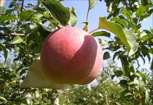 山西苹果山西红富士苹果山西苹果基地4