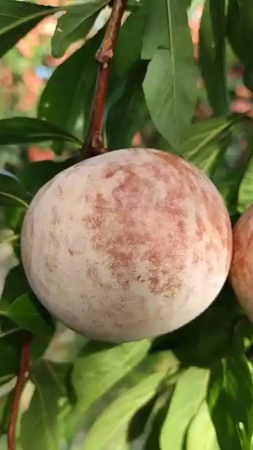 恐龙蛋李子苗 美国杏李品种 果个大 口感香甜 自花结实率高