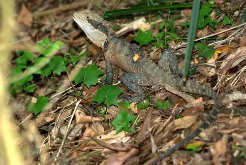 【小爬虫摄影图片】悉尼野外生态摄影_南太平洋的 snapshot_太平洋电