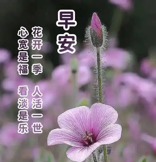 今天最新早上好问候语,最新早上好问候短句,清晨早安暖心祝福_阳光