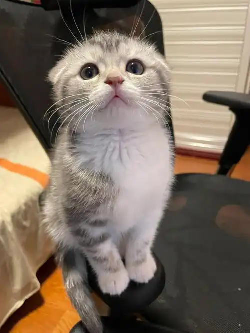 朋友家猫咪生的小猫咪就送了一只给我 虽然是只小折耳 但是既然养了就