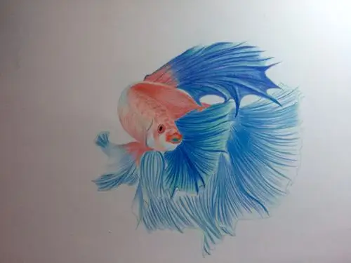 泰国斗鱼彩铅画练习