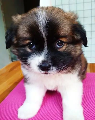 求帮看下这只是什么串串狗是什么狗串的