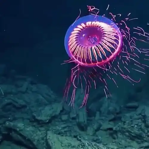 烟花水母好漂亮啊