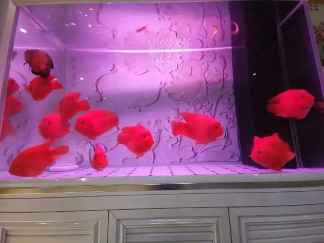 什么鱼跟鹦鹉混养好呢?-鹦鹉鱼圈-龙巅