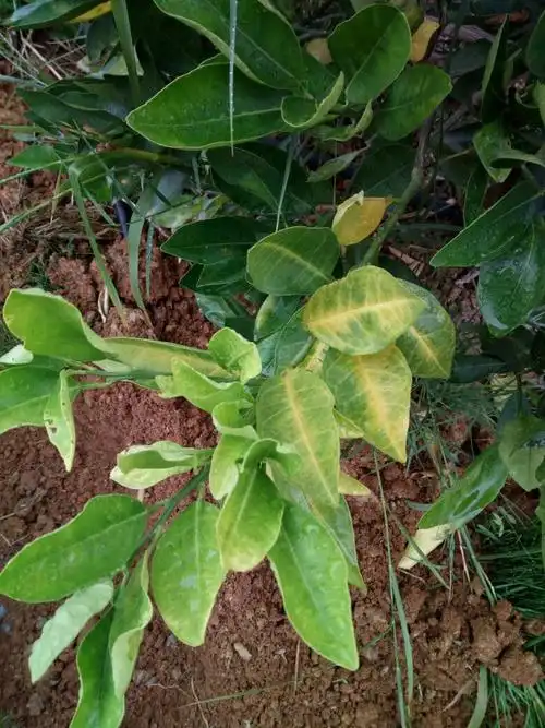 各位农友脐橙叶脉发黄是什么原因