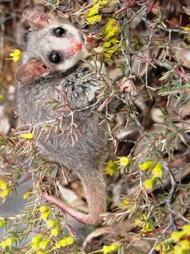 负鼠目·负鼠科:侏儒负鼠