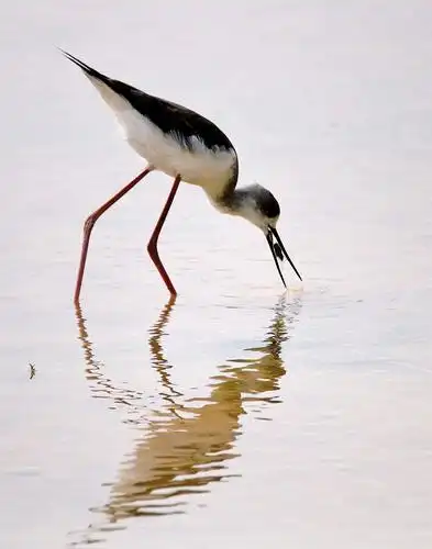 鹬鸟的水上芭蕾