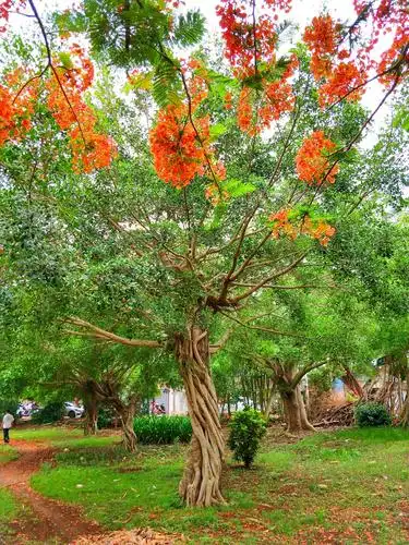 换个角度就像是盘根错节的大榕树开出了凤凰花.