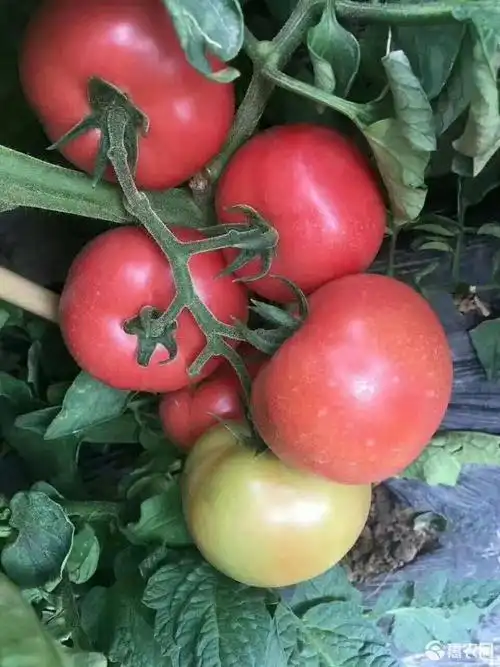 硬粉番茄种子 97% 杂交一级