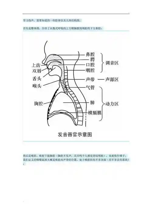 伪声发声器官以及腔体示意图