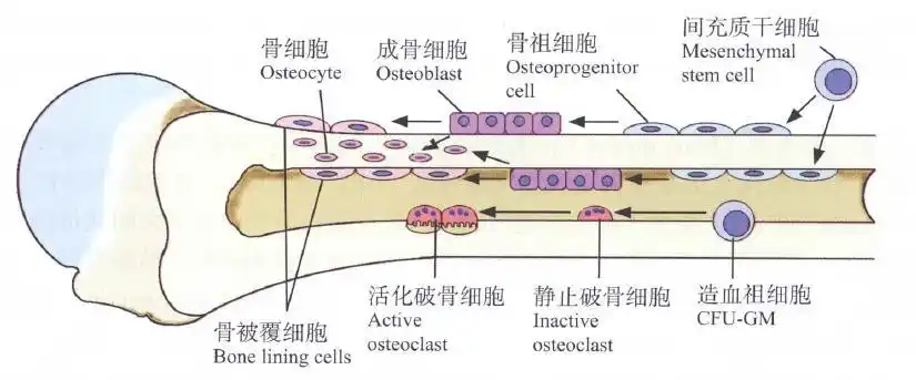 骨组织的细胞有四种(图5-7): (图5-7 骨组织的细胞示意图) (1)骨 祖