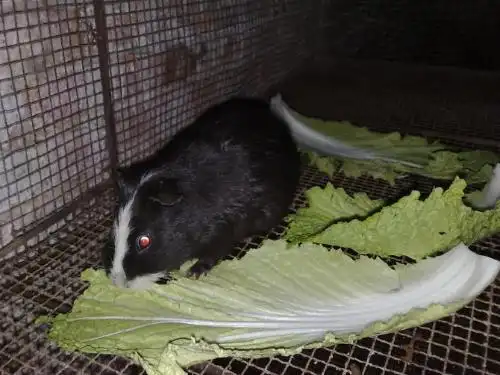 据说叫羊鼠,但是百度搜不出. 到底学名叫什么高手指点.