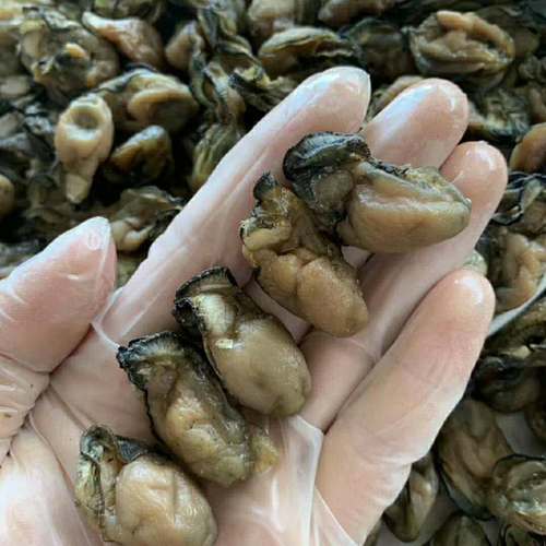 湛江特产官渡渡海野生小蚝250g海鲜干货宝宝生蚝