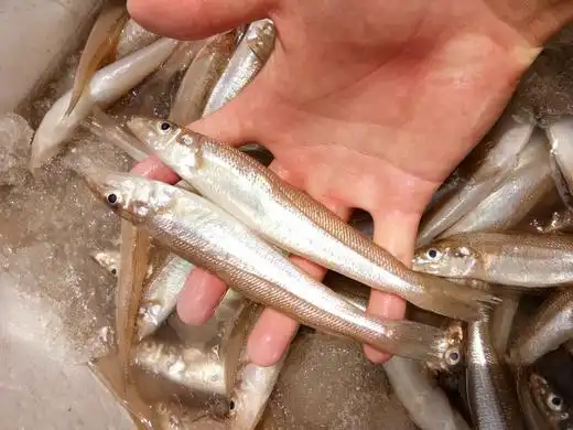 野生沙梭鱼福建省内满200包邮省外补拍运费差价咨询客服