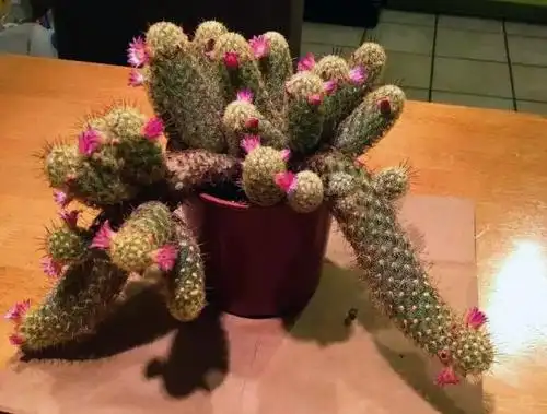 这款外形萌萌哒的仙人掌科植物叫金手指,不仅好看还好养