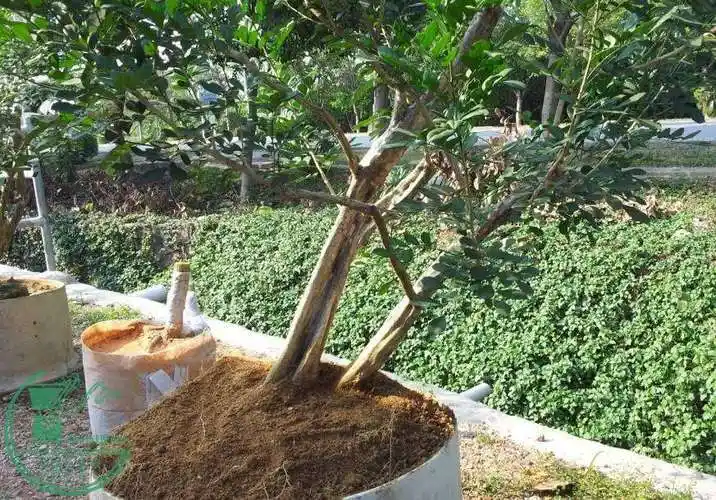 今天探了一棵九里香的根底