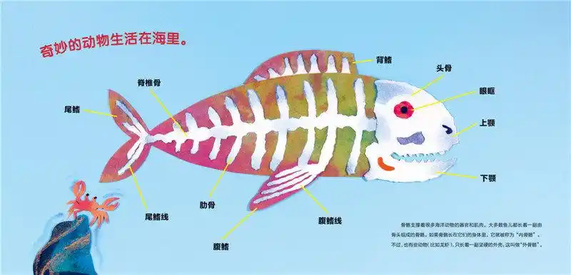 9折封顶 满49包邮】正版 海豚绘本花园 海洋动物的骨骼(平)3-4-5-6-7