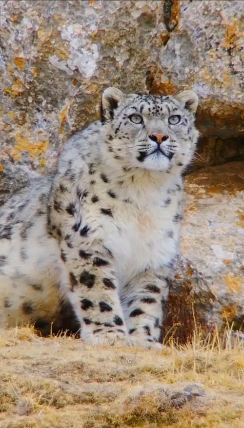 动物世界#猫科动物:野生胖猫《雪豹》,胖嘟嘟的可爱极了-度小视