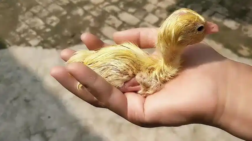 刚孵出的小鹅鹅小可爱#奇妙的动物 #人工孵化 #万物皆有灵性