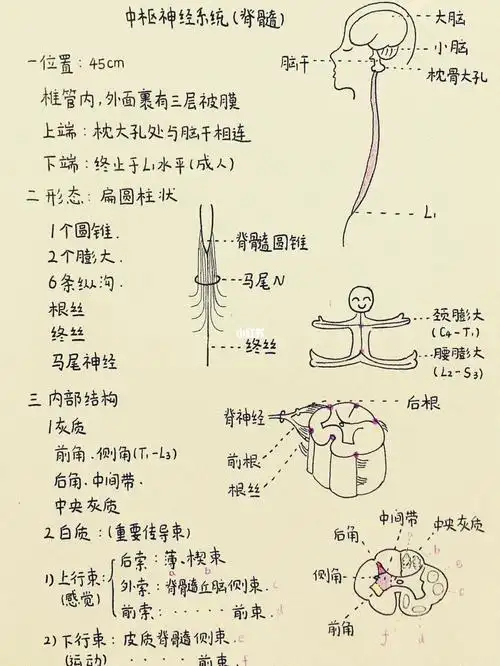 下端尖削呈圆锥状,称脊髓圆锥,圆锥尖端延续为一细丝,称终丝,终丝向下